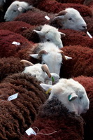 Herdy Art, Castle Crag, Herdwick Sheep, Herdwick Wall Art, Rydal, Catbells, Embleton, Barrow, Dent, Loughrigg Fell, Sheffield Pike, Carrock Fell, Bewcastle, Hard Knott, Herdy Sheep Artist, Herdwick Drawings, Crook, Grasmere, Herdwick Sheep Prints, Broughton in Furness, Bampton Grange, Herdwick Sheep Acrylic Paintings, Herdwick Sheep Oil Painting, Dendron, Raven Crag, Wether Hill, Mungrisdale Common, Binsey,  Lake District, Cumbria.