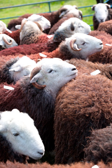 Eskdale Green Valley Lake district Sheep