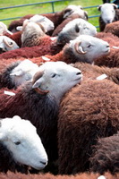 Scotby, Mixed-Media Herdy Art, Low Fell, Stonethwaite, Sedgwick, Gavel Fell, Herdwick Sheep Art, Herdwick Sheep Acrylic Paintings, Nab Scar, Herdwick Sheep, Lakeland Herdy Artworks, Herdwick Drawings, Grasmere, Outerside, Stanah, Blindcrake, Birks, Herdy Sketches, Bowscale Fell, Harter Fell, Mardale, Herdwick Sheep Oil Painting, Crag Fell, Herdwick Sheep Art Studio, Heversham, Herdwick Sheep Prints, Froswick, Haystacks, Herdwick, Herdy Art, Grange (Keswick),  Lake District, Cumbria.