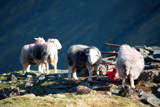 Middle Fell Herdwick - Lakeland Photos - Art Prints Middle Fell Herdwick