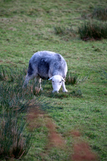 High Hesket Field Herdwick Sheep