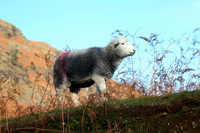 Herdwick Sketches, Tirril, Staveley (Kendal), Long Marton, Herdwick Sheep, Herdwick Artwork, Herdwick Company, Bowscale, Culgaith, Lingmell, Knott, Allonby, Herdwick Art, Herdwick Sheep Oil Painting, Lakeland Sheep, Herdies, Hayton (Brampton), Skirwith, Herdwick Art Studio, Birkhouse Moor, Kirk Fell, Yewbarrow, Blawith, Meal Fell, Herdwick Sheep Oil Painting, Blencathra, Dalton-in-Furness, Waterhead, Latrigg, Herdwick, Eaglesfield, Carrock Fell, Herdwick Drawings,  Lake District, Cumbria.