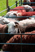 Herdwick Sketches, Lorton (High and Low), Burnbank Fell, Lowick, Torver, Herdwick Sheep Sketch, High Bankhill, Herdwick Art Studio, Watch Hill, Illgill Head, Caw Fell, Steel Knotts, Herdwick, Robinson, Castle Crag, Pike of Blisco, Herdwick Sheep Oil Painting, Tirril, Ravenglass, Kirkcambeck, Meal Bank, Thornthwaite Crag, Longlands, Ayside, Herdwick, Herdwick Art, Meal Fell, Lakeland Sheep, Herdwick Sheep Art,  Lake District, Cumbria.