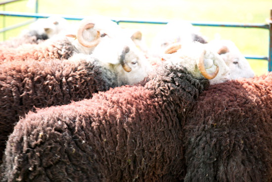 Edenhall Field Herdwick - Lakeland Photos - Art Prints Edenhall Field Herdwick