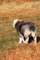 Farlam, Cockermouth, Herdwick Sheep, Kirkcambeck, Cartmel Fell, Herdwick Sketch, Renwick, Herdwick Artwork, Herdwick Sheep Oil Painting, Herdwick Sheep Oil Pastels, Herdwick Ewe, Green Crag, Wandope, Mixed-Media Herdwick Art, Long Side, Matterdale End, Yoke, Herdwick Art, Herdies, Brock Crags, Ings, Skelton, Branstree, Johnby, Yewbarrow, Seat Sandal, Rosthwaite Fell, Blake Fell, Hartsop above How, Herdwick Sheep Prints,  Lake District, Cumbria.