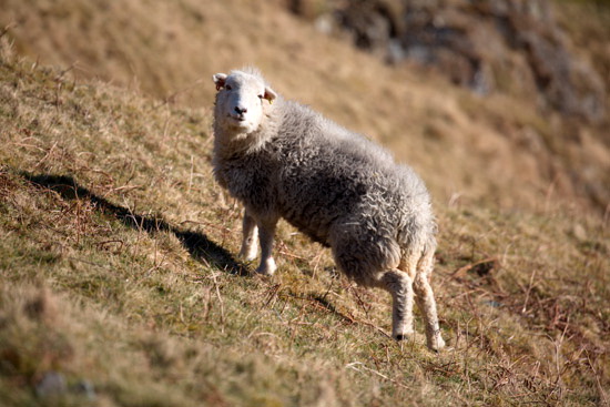 Knott, The Farm Herdwick