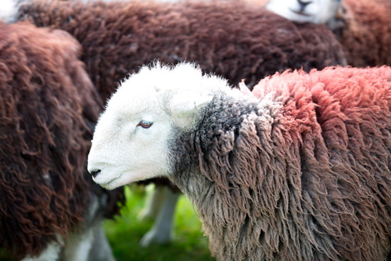 Castle Carrock Field Lakeland Sheep