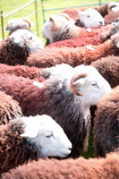 Haycock, Lakeland Sheep, Soulby (Penrith), Scaleby, Crosby Ravensworth, Herdy Sketch, Penrith, Watendlath, Crag Fell, Farlam, Scoat Fell, Herdwick Sheep, Knott Rigg, High Hartsop Dodd, Kirkby Lonsdale, Herdies, Lakeland Herdy Artworks, Whiteside, Herdwick Sheep Art Studio, Helvellyn, Stanah, Herdwick Sheep Oil Painting, Blencogo, Herdy Ewe, Tarn Crag (Easedale),  Lake District, Cumbria.