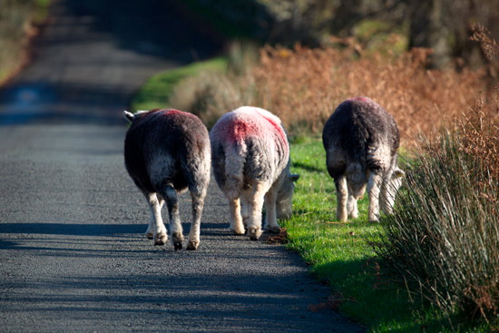 Eaglesfield Valley Lakeland Sheep - Lakeland Photos - Art Prints Eaglesfield Valley Lakeland Sheep