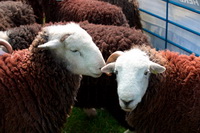 Herdwick Sheep Prints, Dow Crag, Colton, Swirl How, Dent, Herdwick, Kidsty Pike, Low Wood, Ponsonby, Nethermost Pike, Uldale, Rampside, Herdwick Artwork, Arnison Crag, Herdy Sketches, Black Combe, Herdy Wall Art, Herdies, Ainstable, Staveley (Kendal), Little Langdale, Carrock Fell, Lorton (High and Low), Herdy, Little Hart Crag, Dockray, Great Cockup, Glaramara, Herdwick Sheep Art, Herdwick Sheep Acrylic Paintings, Rosthwaite (Keswick),  Lake District, Cumbria.