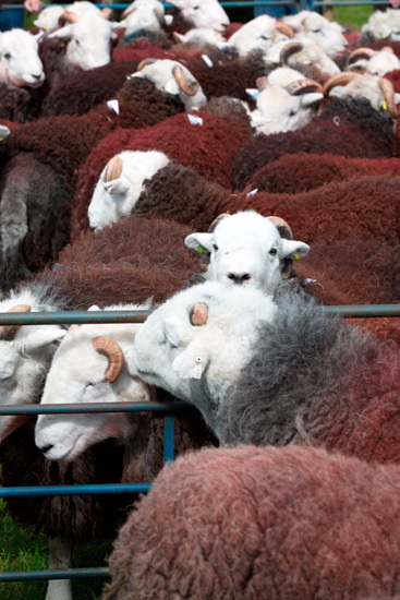 Loughrigg Fell Field Lakeland Sheep