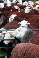 Herdy Art, Torpenhow, Herdy Sheep Artist, Herdwick Wall Art, Cumwhitton, Barbon, Bromfield, Herdy Ewe, Herdwick Drawings, High Hartsop Dodd, Great Sca Fell, Gamblesby, Whiteless Pike, Mixed-Media Herdy Art, Hindscarth, Tarn Crag (Far Eastern Fells), Coniston Old Man, Great Carrs, Herdy Sketch, Rest Dodd, Kirkcambeck, Firbank Fell, Herdwick Sheep Oil Painting, Brigsteer, Lakeside, Herdy Wall Art, Routenbeck, Blencow, Endmoor,  Lake District, Cumbria.