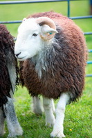 Whitbeck, Selside, Red Pike (Buttermere), Lakeland Sheep, The Nab, Herdy Sketches, Grayrigg Forest, Herdwick Sheep Oil Painting, Mixed-Media Herdy Art, Warwick-on-Eden, Hoff, High Seat, Gamblesby, Raven Crag, High Tove, Heversham, Herdy, Great Carrs, Herdy Ewe, Herdwick Artwork, Hen Comb, Roa Island, Herdy Art, Herdwick, Brougham,  Lake District, Cumbria.