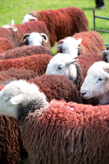 Harrington Farm Lake district Sheep