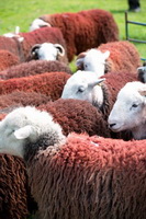 Herdwick, Herdy Sketch, White Side, Oxen Park, Ousby, Nateby, Mixed-Media Herdy Art, Pike of Blisco, Crook, Meal Fell, Great Borne, Coniston, Grike, Herdwick Sheep Sketch, Coniston Old Man, Herdy, High Tove, Herdy Wall Art, Bigrigg, Herdwick Sheep, Herdwick Artwork, Asby (Workington), Herdwick Sheep Acrylic Paintings, Harter Fell, Mardale, Sour Howes, Mealsgate, Catbells, Seatallan, Herdwick Sheep Oil Painting, High Pike (Caldbeck), Herdwick Sheep Prints,  Lake District, Cumbria.