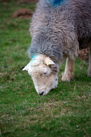 Whiteless Pike Field Lakeland Sheep