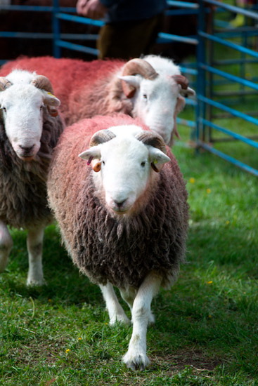 Lakeland Field Herdwick