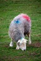 Stonethwaite, Rampsgill Head, Whin Rigg, Temple Sowerby, Herdwick Artwork, Ambleside, Sale Fell, Sheffield Pike, Kirkbride, Bardsea, Herdwick, Herdwick Wall Art, Herdwick Sheep Oil Pastels, Middle Dodd, Herdy Art, Mixed-Media Herdy Art, Kirkby Thore, Bonscale Pike, Hayton (Brampton), Great Sca Fell, Herdy, Hart Crag, Stainton With Adgarley, Dale Head, Lupton, Harter Fell, Eskdale, Herdwick Sheep Art Studio,  Lake District, Cumbria.