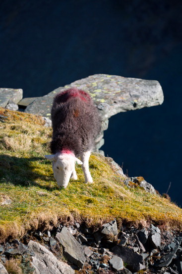 Swarthmoor Valley Lake district Sheep - Lakeland Photos - Art Prints Swarthmoor Valley Lake district Sheep