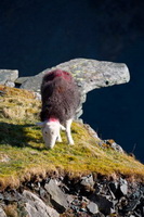 Raughton Head, Mixed-Media Herdy Art, Garrigill, High Newton, Blencathra, Kidsty Pike, Uldale, Dufton, Herdwick Drawings, Tarn Crag (Easedale), Blencarn, Crinkle Crags, Hallbankgate, Herdy Wall Art, Meal Bank, Herdy Ewe, Herdy Sketches, Blea Rigg, Aspatria, Glaramara, Lakeland Sheep, Harter Fell, Eskdale, Lakeland Herdy Artworks, Herdwick Sheep Art Studio, Wigton, Rosthwaite Fell, Mardale Ill Bell,  Lake District, Cumbria.