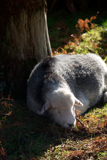 High Hesket Lakeland Sheep