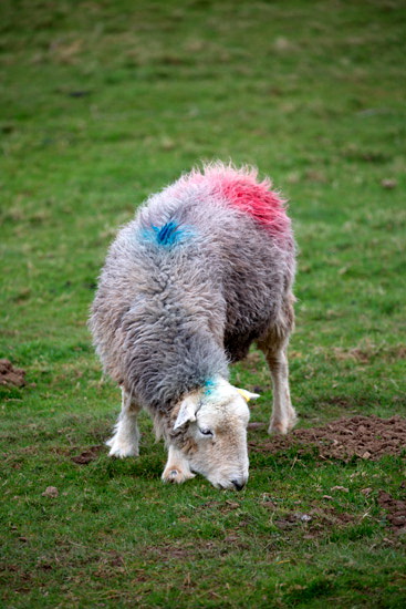 Ormathwaite Valley Lakeland Sheep - Lakeland Photos - Art Prints Ormathwaite Valley Lakeland Sheep