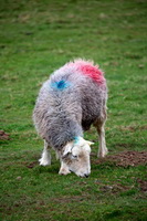 Tallentire, High Pike (Scandale), Lakeland Herdy Artworks, Lamplugh, Angletarn Pikes, Herdwick Sheep Sketch, Dent, Ravenglass, High Hesket, Herdwick, Arkleby, Herdy Ewe, Lingmoor Fell, Herdies, Herdwick Wall Art, Loft Crag, Nab Scar, Froswick, Herdwick Sheep Art Studio, Outerside, Calthwaite, Scoat Fell, Swarthmoor, Herdy Art, Herdwick Sheep Acrylic Paintings, Ormathwaite,  Lake District, Cumbria.