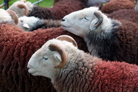 Herdwick Sheep Sketch, Herdwick Sheep Oil Painting, Illgill Head, Aldingham, Lakeland Herdy Artworks, Little Mell Fell, Branthwaite (Workington), Middle Fell, Middleton, Rockcliffe, Fairfield, Talkin, Corney, Shap, Herdy, Westnewton, Salkeld Dykes, Swinside, Vickerstown, Mixed-Media Herdy Art, Herdwick Sheep Acrylic Paintings, Port Carlisle, Sail, Firbank Fell, Herdwick Artwork, Red Screes, Dow Crag, Herdies, Herdwick Sheep Art,  Lake District, Cumbria.