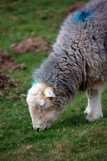 Kirk Fell Field Lakeland Sheep - Lakeland Photos - Art Prints Kirk Fell Field Lakeland Sheep