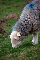 Satterthwaite, Binsey, Herdwick Sheep Art, Helton, High Raise, Herdy, Mungrisdale Common, Colby, Great Gable, Welton, Dent, Herdwick Sheep Acrylic Paintings, High Raise, Great Crosthwaite, Herdwick Sheep Prints, Herdies, Bakestall, Herdwick Sheep Oil Pastels, Herdwick Sheep, Temple Sowerby, Broughton Beck, Loughrigg Fell, Whin Rigg, Herdwick Wall Art, Ambleside, Herdy Sketch, Cleator, Lakeland Herdy Artworks, Soulby (Kirkby Stephen), Threlkeld,  Lake District, Cumbria.