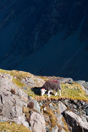 Caudale Moor Herdwick Sheep