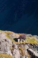 Newbiggin-on-Lune, Loughrigg Fell, Herdwick Sheep Acrylic Painting, High Raise, Moresby, Lank Rigg, Raise, Rockcliffe, Maiden Moor, Herdwick, Arlecdon, Haycock, Houghton, Herdwick Art Studio, Sail, Mixed-Media Herdwick Art, Herdwick Artwork, Herdwick Art, Burnbanks, Near Sawrey, Bromfield, Cotehill, Briery, Long Side, Souther Fell, Herdwick Sheep Oil Painting, Herdwick Sheep Oil Painting, Pike of Blisco,  Lake District, Cumbria.