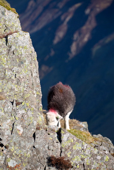 Portinscale Farm Lakeland Sheep - Lakeland Photos - Art Prints Portinscale Farm Lakeland Sheep