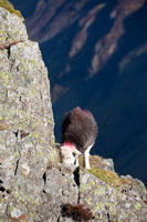 Beaumont, Ravenglass, Buck Pike, Herdwick Artwork, Herdies, Hopegill Head, Edenhall, Lakeland Sheep, Flookburgh, Newby Bridge, Herdwick Sheep Acrylic Paintings, Mixed-Media Herdy Art, Blencarn, Kirkland (Penrith), Herdwick, Blake Fell, Torver, Grasmoor, Herdy, Bampton, Swirl How, Herdwick, Grisedale Pike, Herdwick Sheep Oil Pastels, Rannerdale Knotts, Allen Crags, Herdwick Drawings, Plumbland, Herdwick Wall Art, Birks,  Lake District, Cumbria.