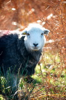 Latrigg, Haycock, Hartsop above How, Rest Dodd, Stainton With Adgarley, Gamblesby, Herdwick Sheep Oil Painting, Dow Crag, Dalston, Herdwick Sheep Oil Painting, Plumbland, Firbank Fell, Herdwick, Herdwick Sheep Oil Pastels, Herdy Wall Art, Newby Bridge, Ponsonby, Herdy Sketches, Herdwick Sheep, Satterthwaite, Wetheral, Colby, High Tove, Lakeland Sheep, Wether Hill, Bigrigg,  Lake District, Cumbria.