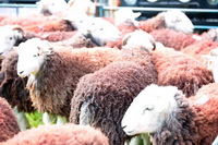 Stybarrow Dodd, Raise, Hawkshead, Lakeland Sheep, Green Crag, Herdwick, Bakestall, Lakeland Herdy Artworks, Herdwick Sheep Acrylic Paintings, Temple Sowerby, Millom, Herdies, Hutton Roof (Kirkby Lonsdale), Red Pike (Wasdale), Banks, Flookburgh, Herdwick Sheep Oil Painting, Routenbeck, Whiteside, Saint Sunday Crag, Bolton, Bewaldeth, Herdy Art, Dollywaggon Pike, High Seat, Mixed-Media Herdy Art,  Lake District, Cumbria.