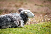 Irton with Santon, Yewbarrow, Greendale, Cliburn, Endmoor, Herdy Sketch, Herdy Sheep Artist, Raughton Head, Herdwick Artwork, Herdy Art, Harrington, Broughton Mills, Fleetwith Pike, Mixed-Media Herdy Art, Gilcrux, Hen Comb, Esk Pike, Ackenthwaite, Pike of Stickle, Herdwick Drawings, Brandreth, Angletarn Pikes, Herdy Sketches, Hopegill Head, Bowfell, Herdwick Sheep Sketch, Herdwick Sheep Art, Steeple,  Lake District, Cumbria.