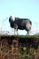 Meal Fell, Blindcrake, Herdy Sheep Artist, Bridekirk, Ormathwaite, Herdwick, Milburn, Little Asby, Black Fell, Grey Knotts, Herdwick Sheep Art Studio, Isel, Lakeland Sheep, Long Marton, Herdy Wall Art, Herdwick Sheep Oil Painting, Herdwick Sheep Sketch, Great Sca Fell, Herdy Sketch, Herdwick, Great End, Herdy, Herdwick Sheep Oil Painting, High Seat, Esk Pike, Asby (Workington),  Lake District, Cumbria.