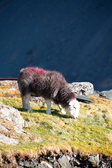 Hindscarth Valley Lake district Sheep - Lakeland Photos - Art Prints Hindscarth Valley Lake district Sheep