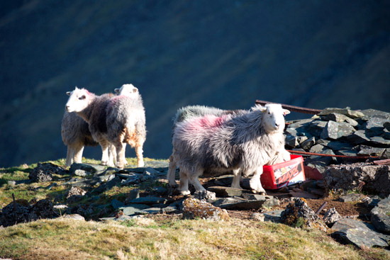 Grisedale Pike Valley Lakeland Sheep