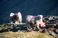 Causey Pike, Low Pike, Tebay, Clough Head, Kearstwick, Drybeck, Raven Crag, Herdwick Sheep Art Studio, Herdy Sketch, Herdwick Sheep Prints, Shap, Herdwick Sheep Oil Painting, Chapel Stile, Newlands (Keswick), Thornthwaite, Herdy, Bardsea, Herdwick Wall Art, Levens, Crinkle Crags, Herdies, Herdwick Drawings, Port Carlisle, Herdy Sketches, Welton, Barrow, Herdwick Sheep Sketch, Herdy Sheep Artist, Long Side, High Raise,  Lake District, Cumbria.