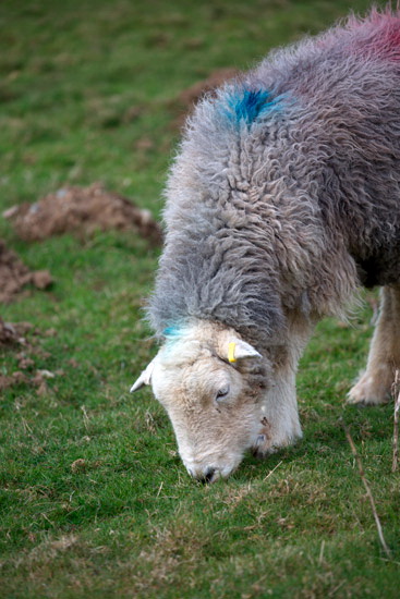 Blawith Field Lake district Sheep - Lakeland Photos - Art Prints Blawith Field Lake district Sheep