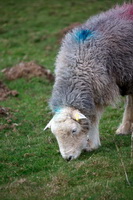 Herdwick Artwork, Broughton in Furness, Herdies, High Stile, Newby Bridge, Sheffield Pike, Biggar, Eamont Bridge, Askham, Arnison Crag, Low Pike, Grange Fell, Brae Fell, Warwick-on-Eden, Herdwick, Barf, Pillar, Herdy Art, Cliburn, Hindscarth, Herdwick Drawings, Herdwick Sheep Acrylic Paintings, Tarn Crag (Easedale), Calder Bridge, Herdwick Sheep Oil Painting, Dean, Eskdale Green, Herdwick Sheep Oil Painting,  Lake District, Cumbria.
