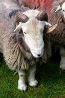 Herdwick Sheep Sketch, Muncaster Fell, Great Broughton, Grange Fell, Robinson, Graystones, Johnby, Herdwick Art, Cartmel Fell, Steel Fell, Lank Rigg, Rowrah, Herdwick Company, Herdwick Artwork, Wetheral, Herdwick, Boot, Herdwick Sheep Art, Hartsop, Herdwick Ewe, Middle Dodd, Herdwick Drawings, Rampside, High Crag, Herdwick Sheep Prints, Herdwick Sheep Oil Painting, Low Wood, Herdwick Sheep Acrylic Painting, Herdwick, Great Corby,  Lake District, Cumbria.