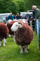 Asby (Workington), Herdy Ewe, Knott, Raise, Hilton, Broughton Mills, Satterthwaite, Lonscale Fell, Herdies, Lowthwaite Fell, Whitfell, Herdy Sheep Artist, Yoke, Meal Fell, Corney, Herdwick Sheep Art, Herdy Wall Art, Longlands Fell, Herdy, Birks, Branstree, Herdwick Sheep, Herdwick Sheep Art Studio, Great Gable, Ireleth, Great Asby, Hawkshead, Cockermouth, Herdwick Sheep Oil Painting, Harrison Stickle,  Lake District, Cumbria.