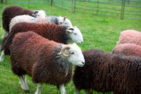 Herdy Sketches, Storth, Sheffield Pike, Grey Crag, Herdy Art, Firbank Fell, Herdwick, Seatallan, Newlands (Keswick), Lakeland Herdy Artworks, Silloth, Waterhead, Herdwick Sheep Acrylic Paintings, Herdy Sketch, Kirk Fell, Lakeland Sheep, Gamblesby, Ackenthwaite, Herdwick Sheep Oil Painting, Milnthorpe, Herdwick Drawings, Herdwick Sheep Prints, Applethwaite, High Pike (Caldbeck), Herdwick, Rest Dodd, Mixed-Media Herdy Art, Glenridding Dodd, High Bankhill,  Lake District, Cumbria.