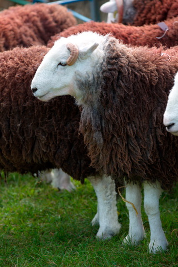 Great Sca Fell Farm Herdwick