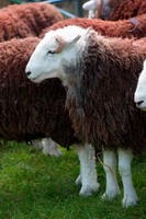 Parsonby, Herdy Sketch, Bakestall, Herdy Sketches, Black Combe, Mungrisdale, Red Screes, Knott, The, Mixed-Media Herdy Art, Birkhouse Moor, Caw Fell, Herdy, Waberthwaite, Little Strickland, Herdy Art, Herdwick Sheep, Greystoke, Herdy Wall Art, Stanah, Little Mell Fell, Newlands (Keswick), Bigrigg, Herdwick Drawings, Selside Pike, Herdwick Sheep Acrylic Paintings, Lakeland Herdy Artworks, High Rigg, Brampton (Carlisle), Herdwick Sheep Oil Painting, Harrison Stickle, High Hartsop Dodd, Herdwick Sheep Oil Painting, Seascale,  Lake District, Cumbria.