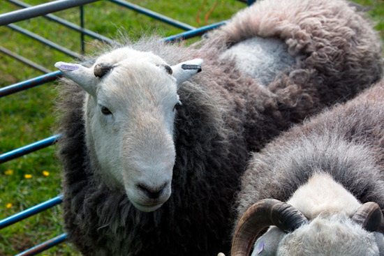 Ulpha Herdwick Sheep