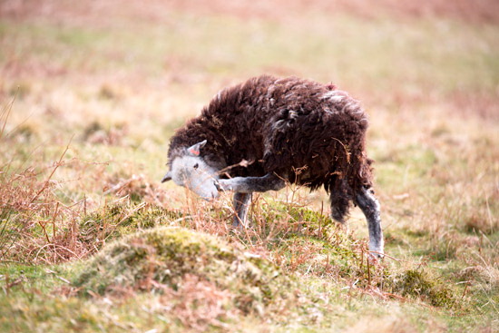Brougham Valley Lakeland Sheep